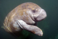 Happy Manatee,Taken at Crystal River FL. Camera nikon D-200 